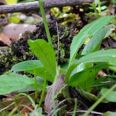 Lagenophora montana