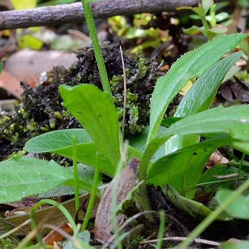 Lagenophora montana