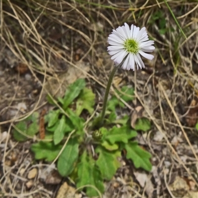 Lagenophora stipitata