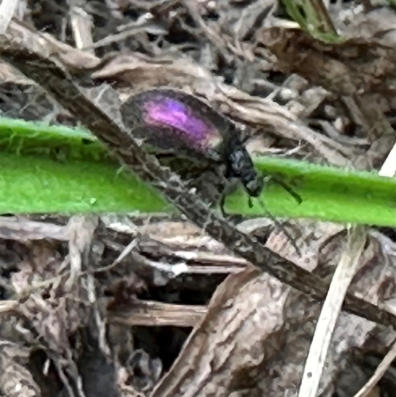 Lagriinae sp. (Subfamily)