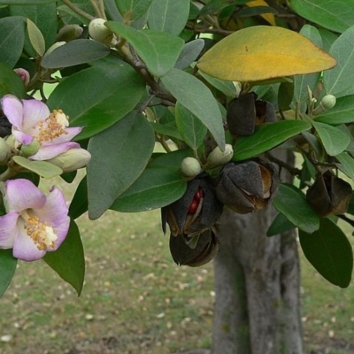 Lagunaria patersonia