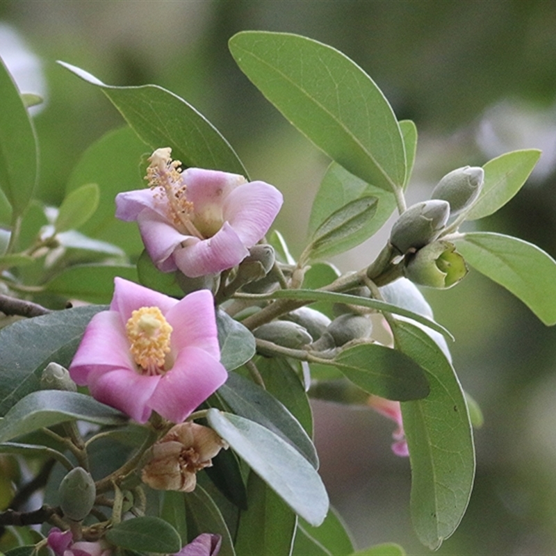 Lagunaria patersonia subsp. patersonia