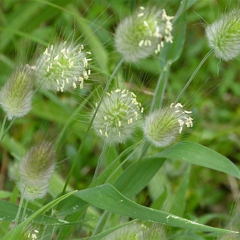 Lagurus ovatus