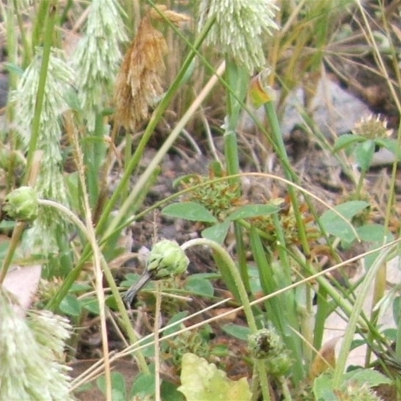 Lamarckia aurea