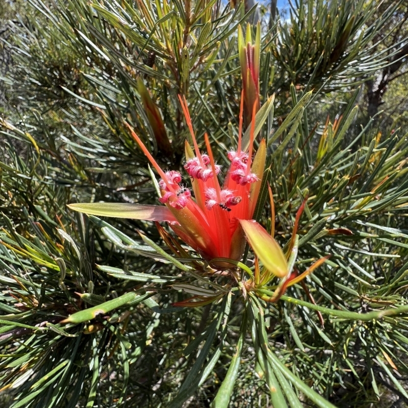 Lambertia formosa