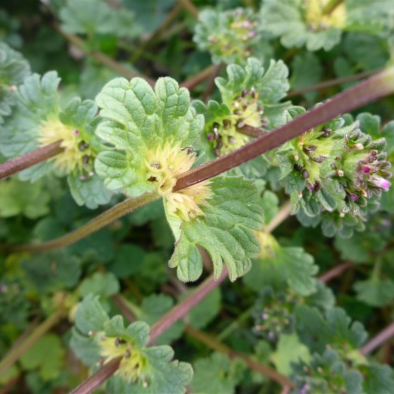 Lamium amplexicaule