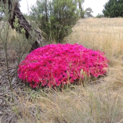 Lampranthus sp. (genus)