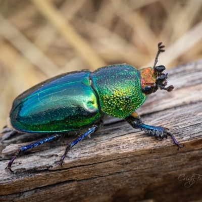 Lamprima aurata