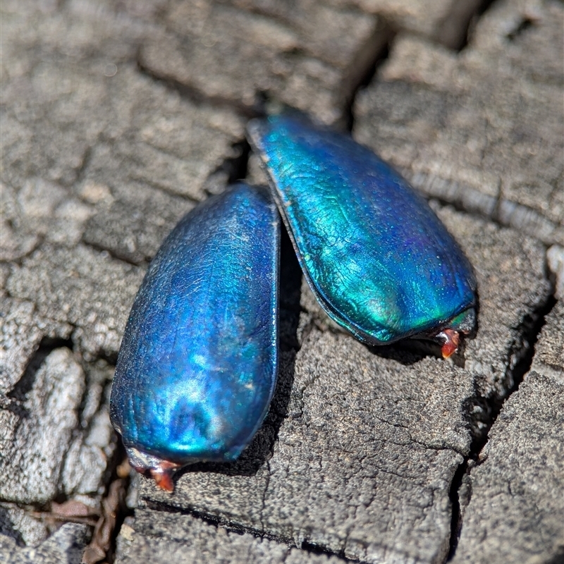 Lamprima aurata