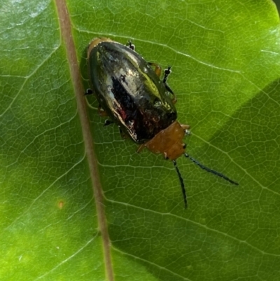 Lamprolina impressicollis