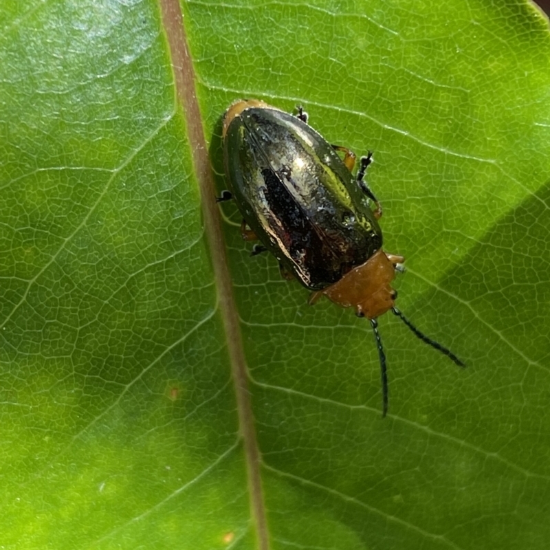 Lamprolina impressicollis