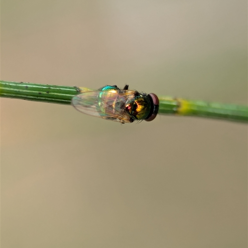 Lamprolonchaea brouniana