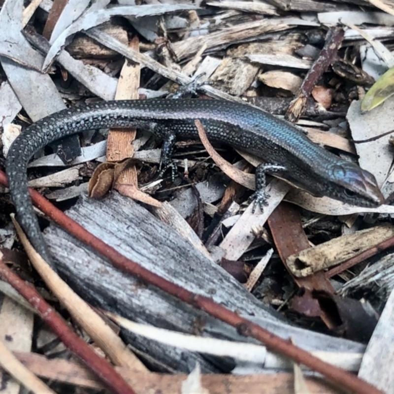 Lampropholis guichenoti