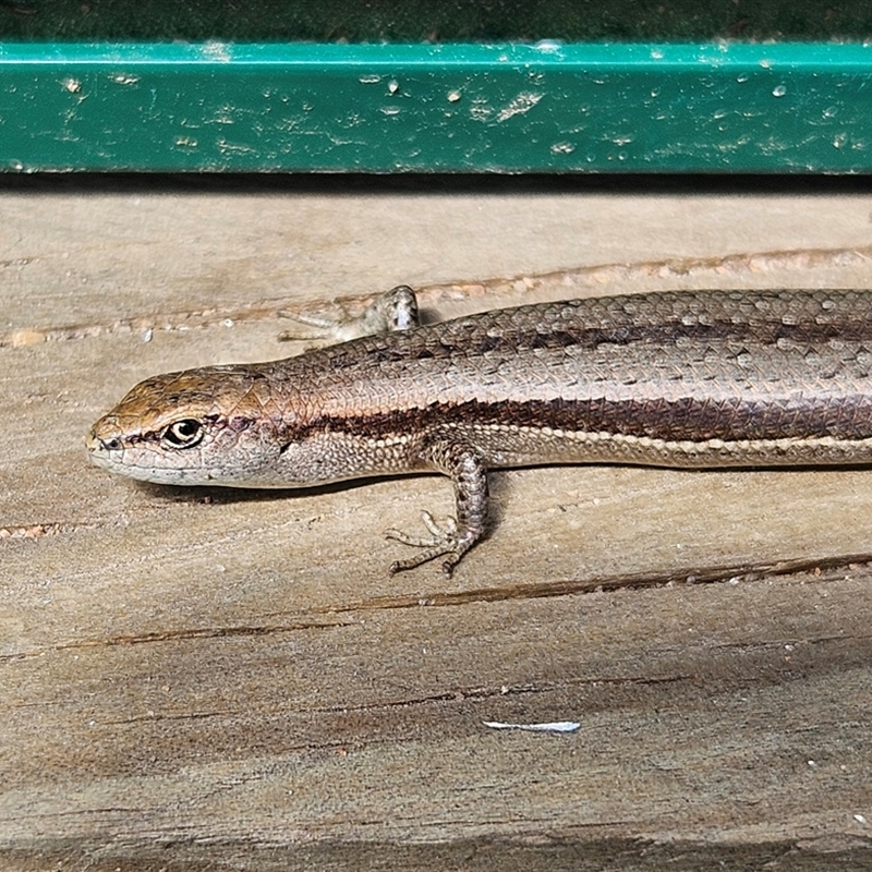 Lampropholis guichenoti