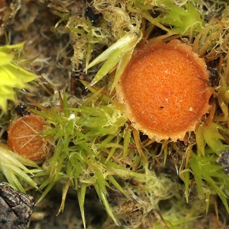 Lamprospora australis