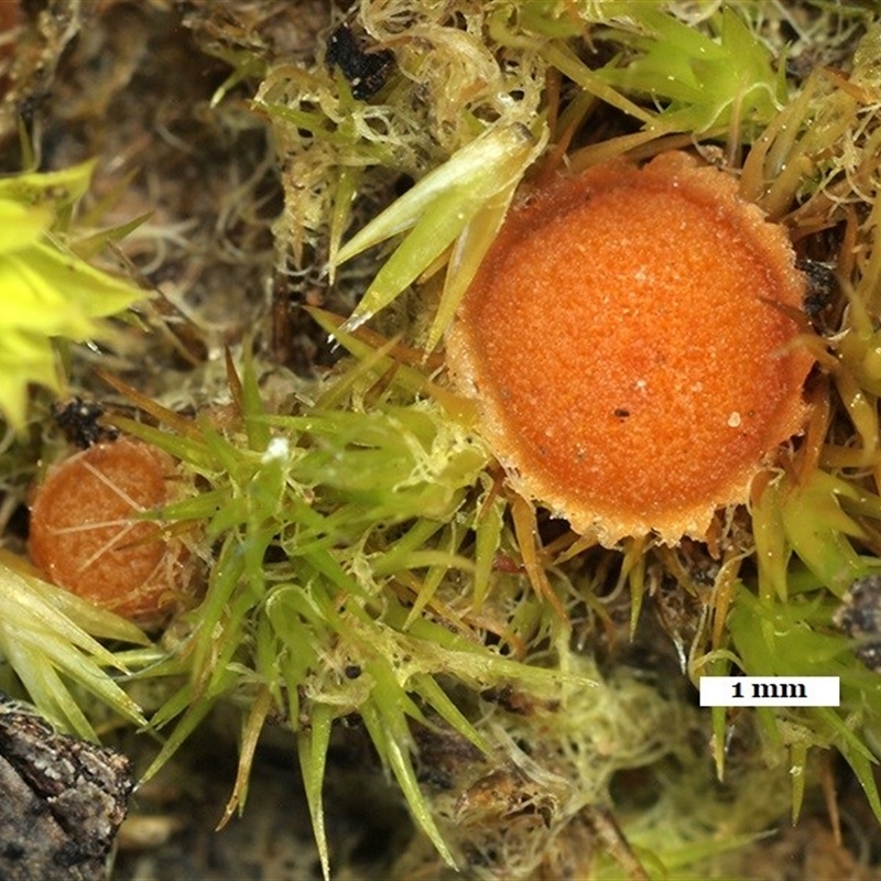 Lamprospora australis