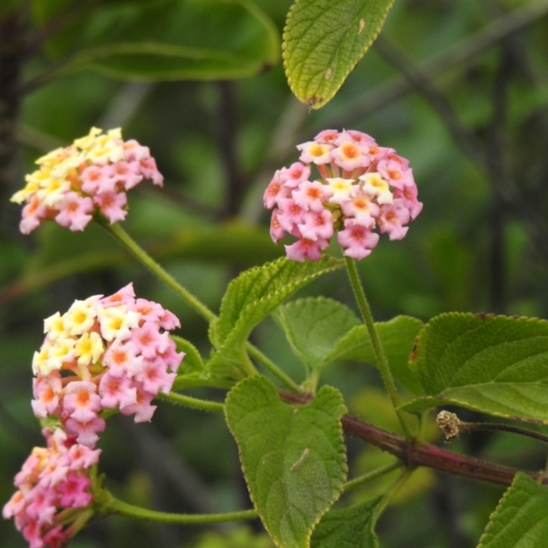 Lantana camara