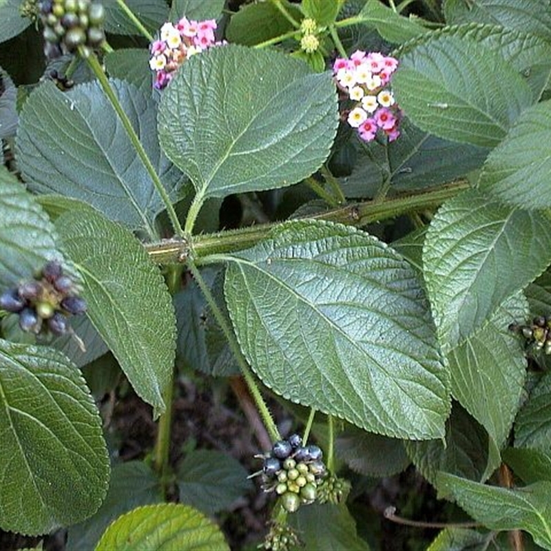 Lantana camara