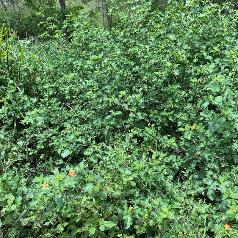 Lantana camara