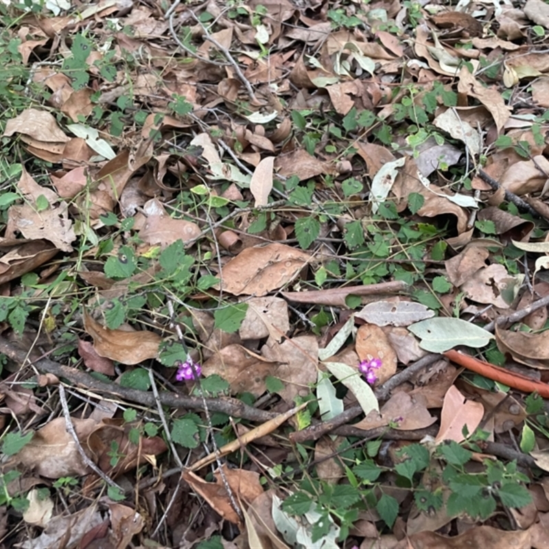 Lantana montevidensis