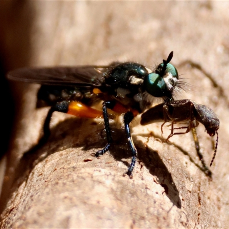 Laphria sp.