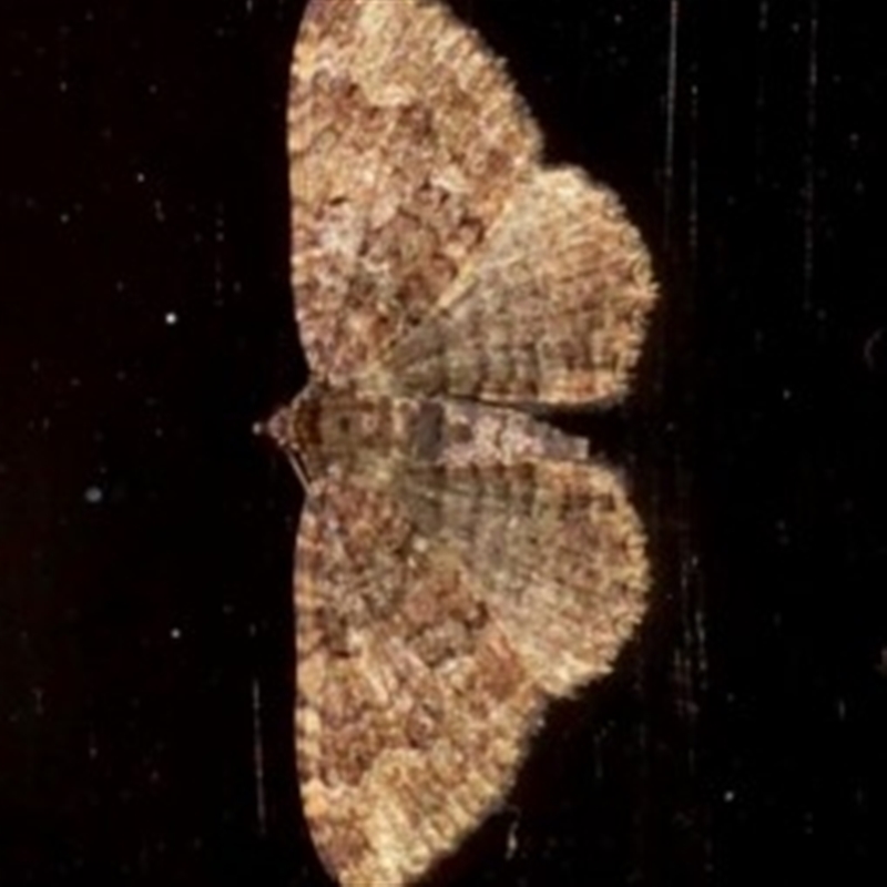 Larentiinae sp.