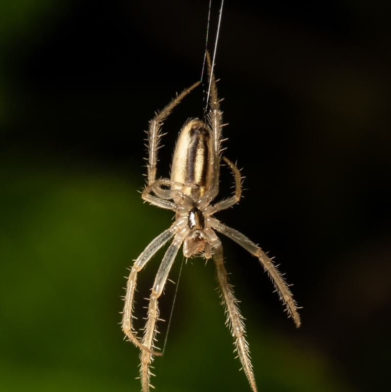 Larinia sp. (genus)