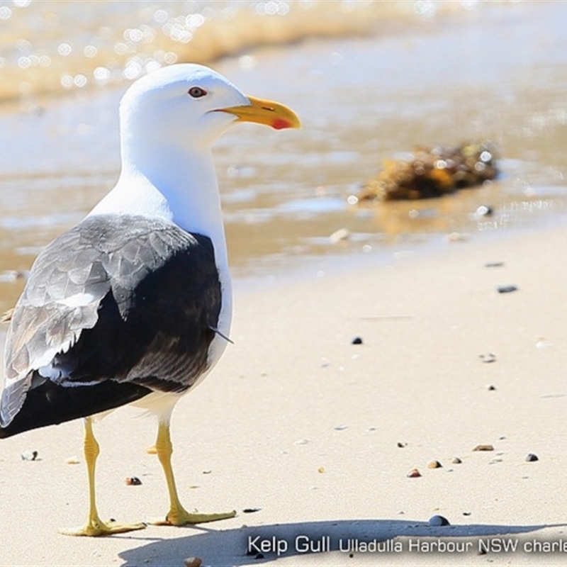 Kelp Gull - Adult - Ulladulla Harbour