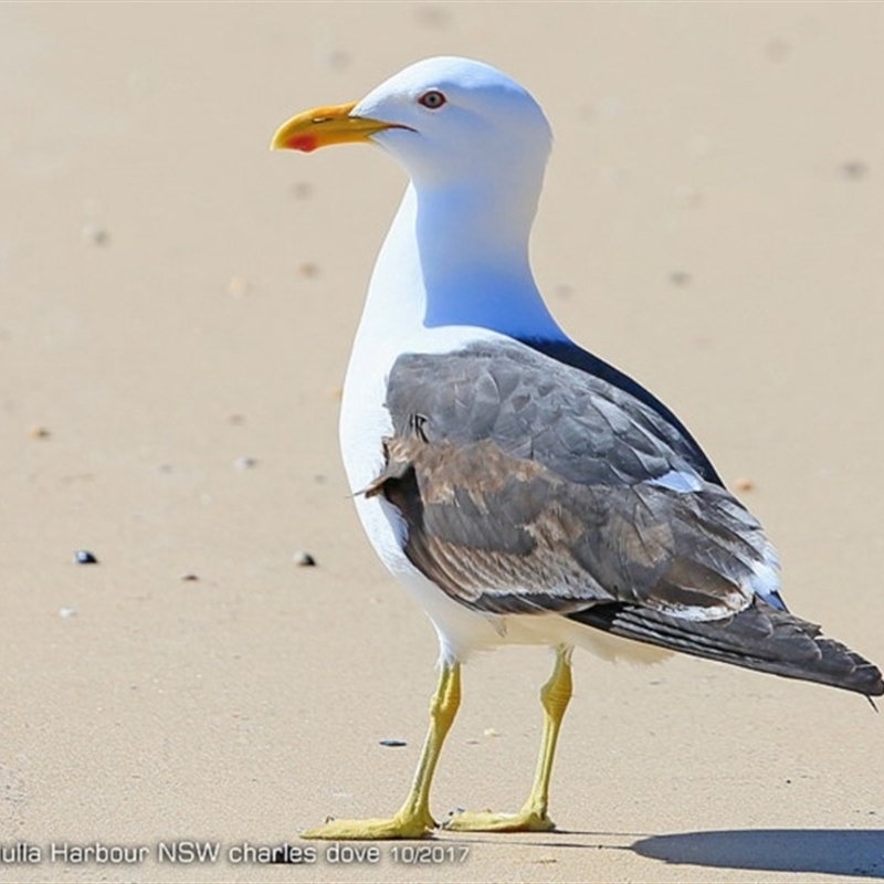 Kelp Gull - Adult - Ulladulla Harbour