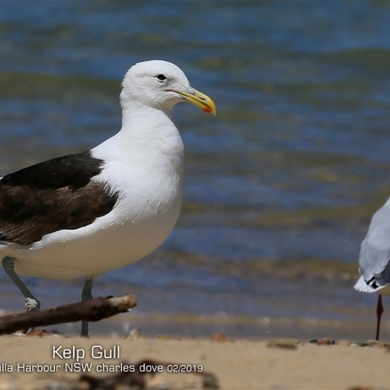 Larus dominicanus