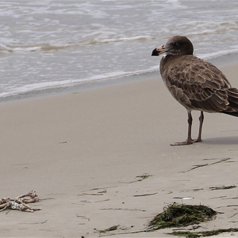 Larus pacificus