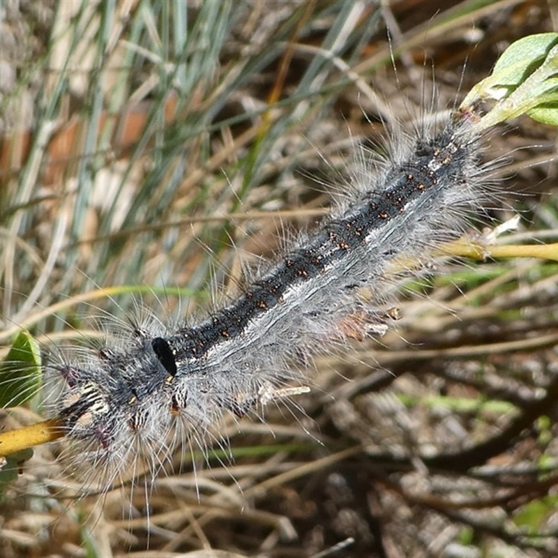 Lasiocampidae (family)