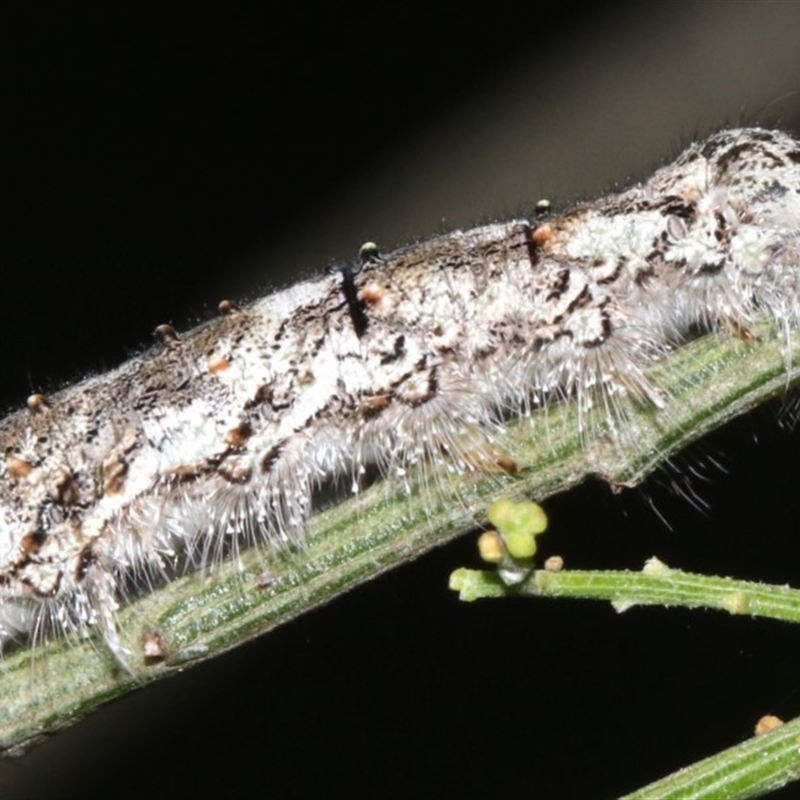 Lasiocampidae (family) immature