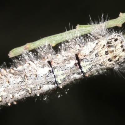 Lasiocampidae (family) immature
