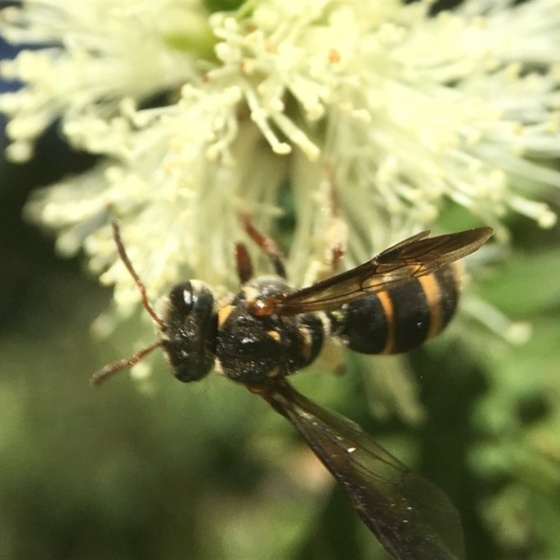 Lasioglossum (Australictus) peraustrale