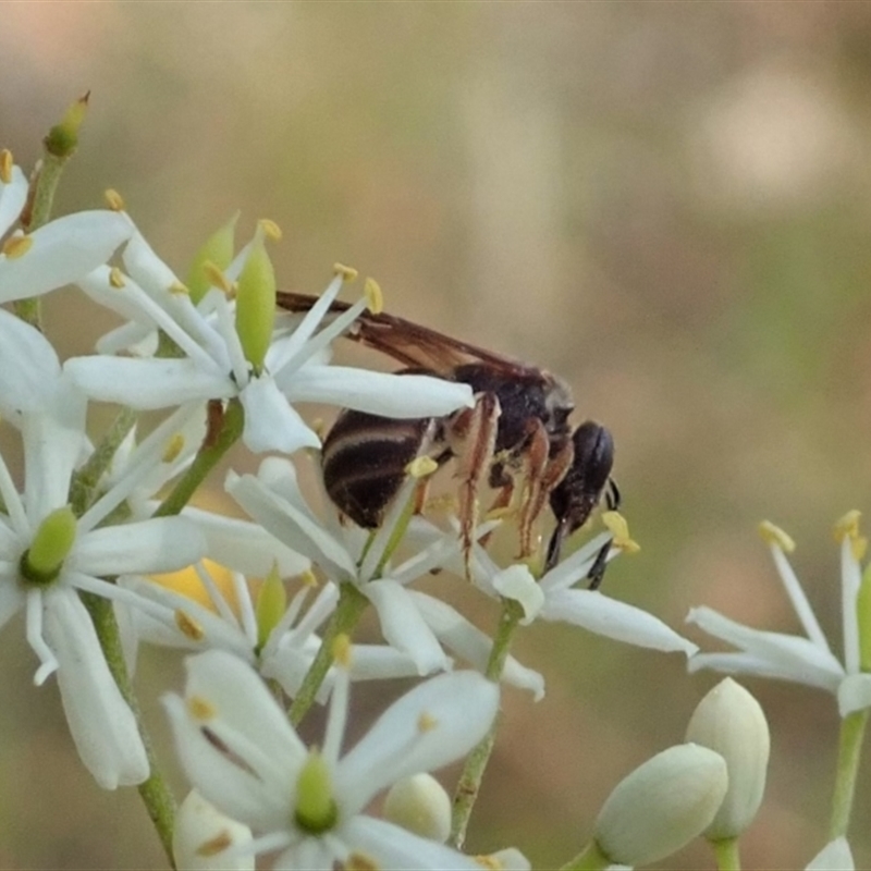 Lasioglossum (Australictus) tertium