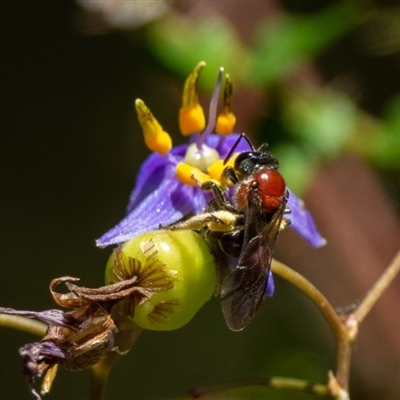 Lasioglossum (Callalictus) callomelittinum