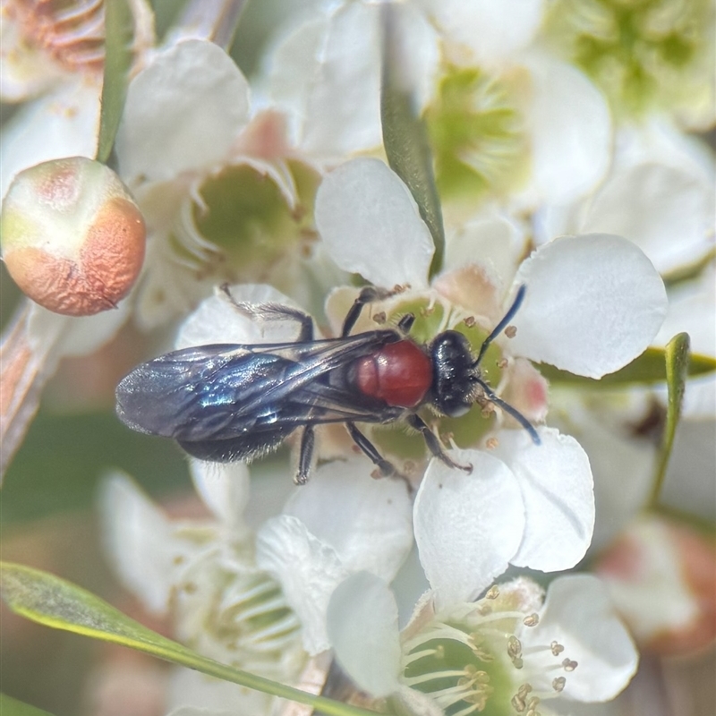 Lasioglossum (Callalictus) callomelittinum