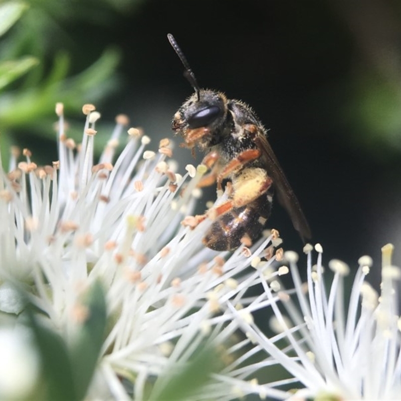 Lasioglossum (Chilalictus) bicingulatum