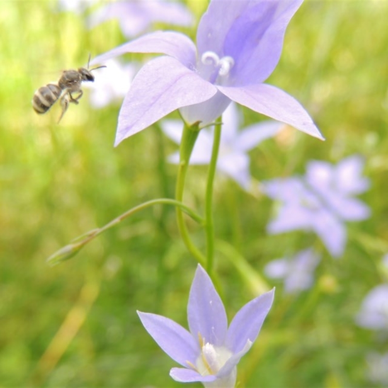 Lasioglossum (Chilalictus) chapmani