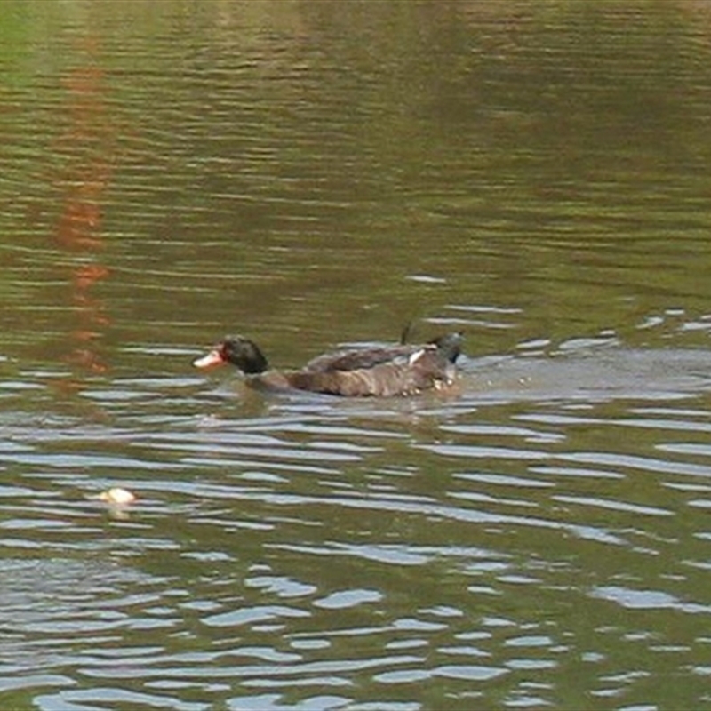 Anas platyrhynchos X Cairina moschata