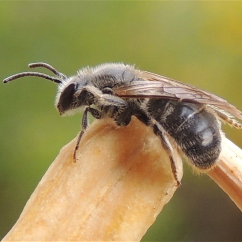 Lasioglossum (Chilalictus) lanarium