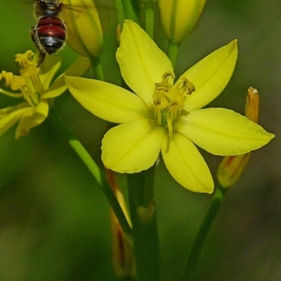 Lasioglossum (Parasphecodes) hiltacum