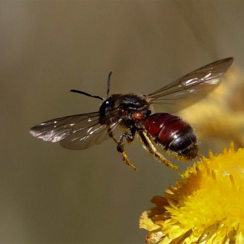 Lasioglossum (Parasphecodes) lacthium