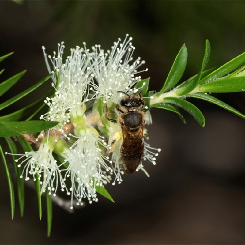 Lasioglossum (Parasphecodes) sp. (genus & subgenus)