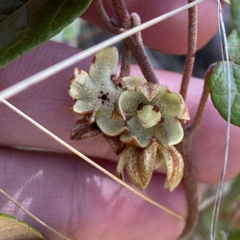 Lasiopetalum ferrugineum var. cordatum