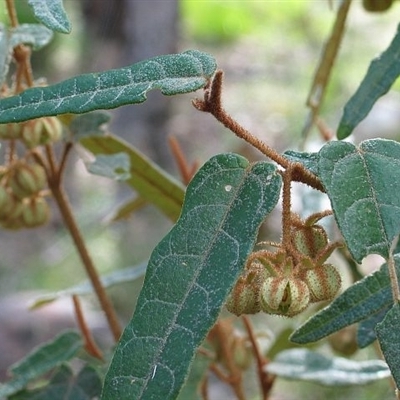 Lasiopetalum ferrugineum var. ferrugineum