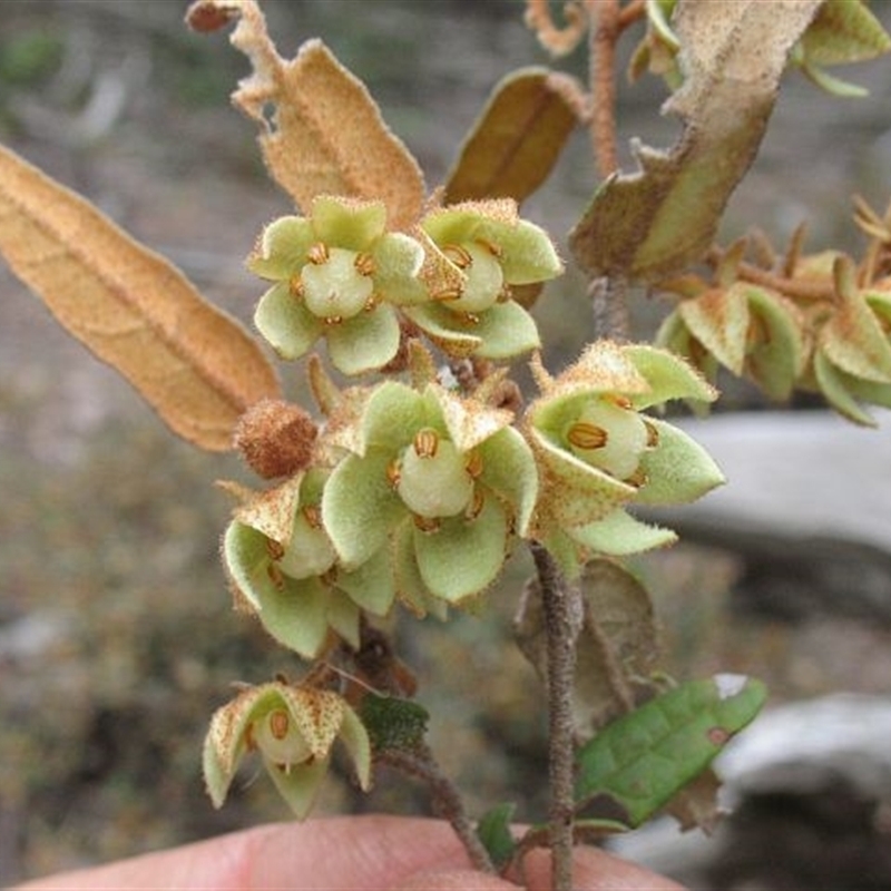 Lasiopetalum ferrugineum var. ferrugineum