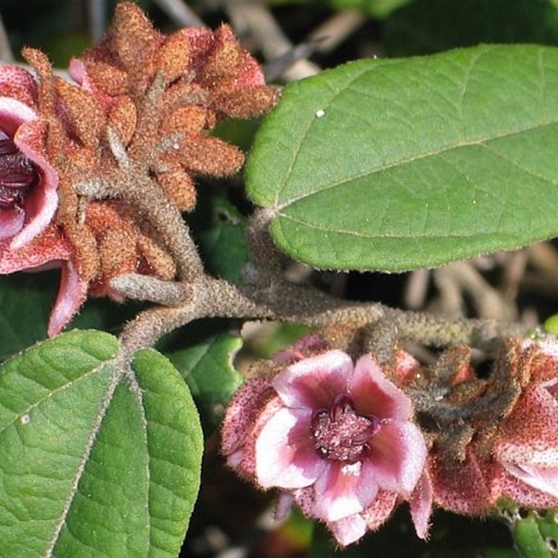 Lasiopetalum macrophyllum