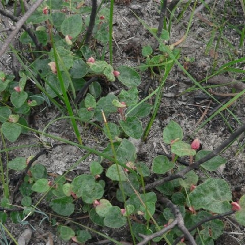 Lasiopetalum macrophyllum